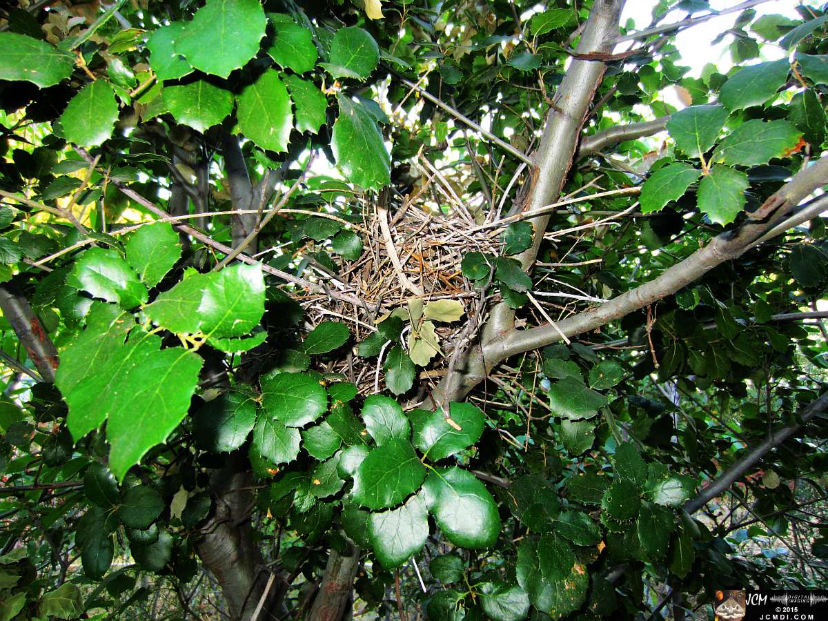 Scrub Jay nest remains slowly falling apart after birds remove inner lining for new nest elsewhere. JCMDI.COM